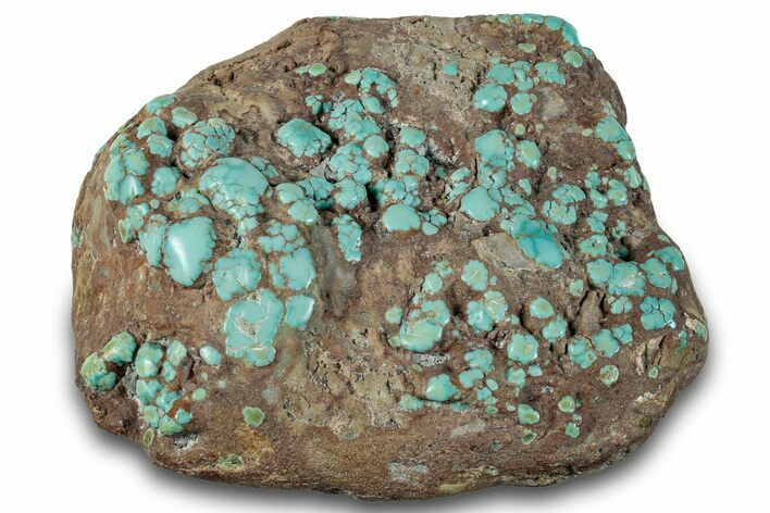 Polished Turquoise Specimen - Number Mine, Carlin, NV #260495